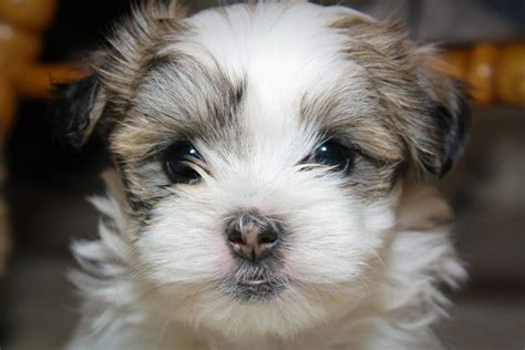 Maltese Shih Tzu - Complete Mix Breed Guide - Animal Corner