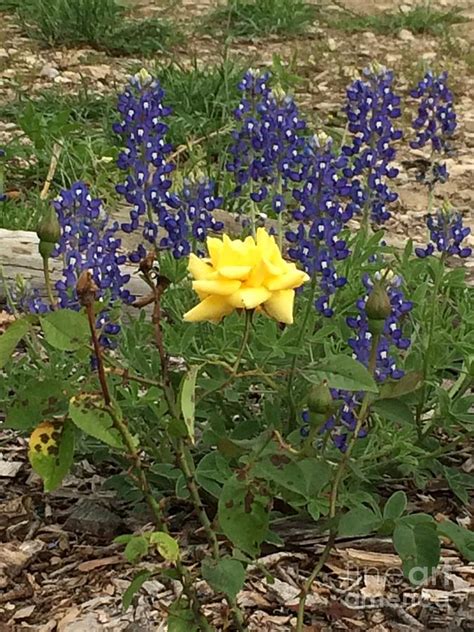 Yellow Rose Of Texas Photograph by Angie Andress - Fine Art America