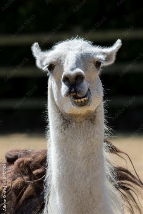 Foto de Dumb animal. Cute crazy llama pulling face. Funny meme image of ...