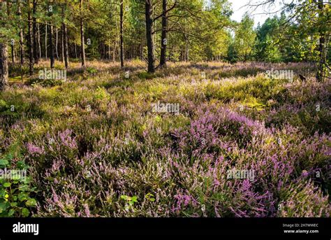 Autumn landscape of mixed forest with undergrowth shrub of common heather - latin Calluna ...