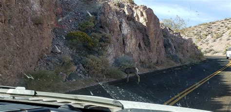 Studying bighorn sheep at Death Valley National Park | Pahrump Valley Times