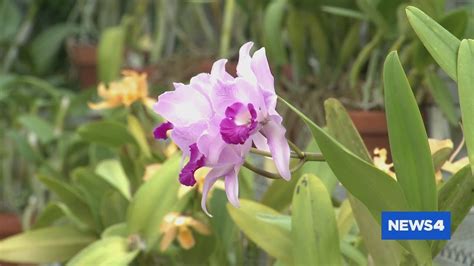 A look inside the Missouri Botanical Gardens Orchid Show - YouTube