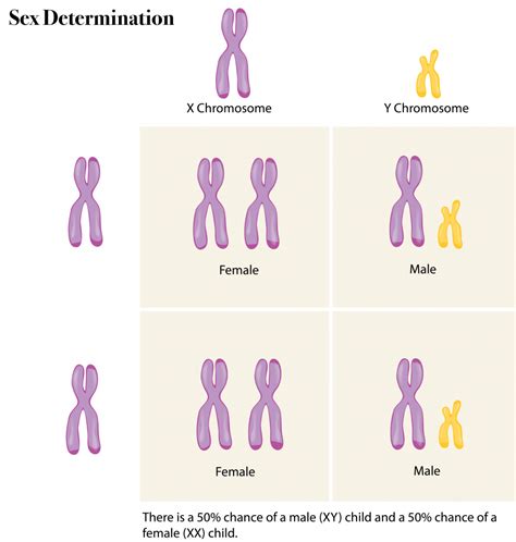 6.12 Sex chromosomes – The Evolution and Biology of Sex