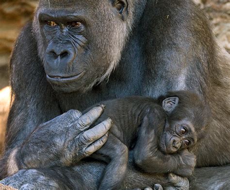 Western lowland gorilla | San Diego Zoo Wildlife Explorers