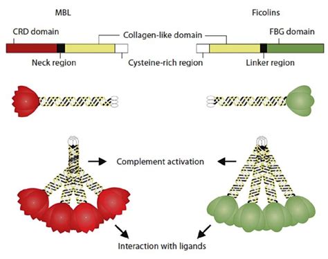 An Ancient Form Of Immunity Protects Many Against Covid-19 Today – ACCESS