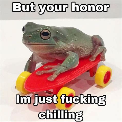 Pin by Candace Rivera on Memes | Frog meme, Funny frogs, Frog pictures