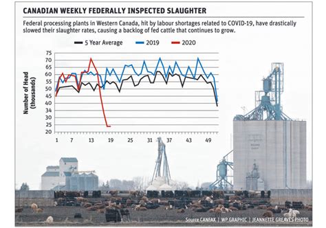 Slaughter backlog hits feeders hard | The Western Producer