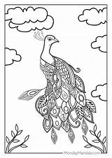 39 Peacock Coloring Pages Free PDF Printables sketch template