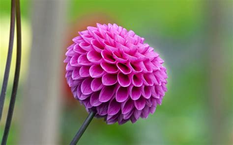 Flower Photos: Most beautiful flowers in the world - Dahlia