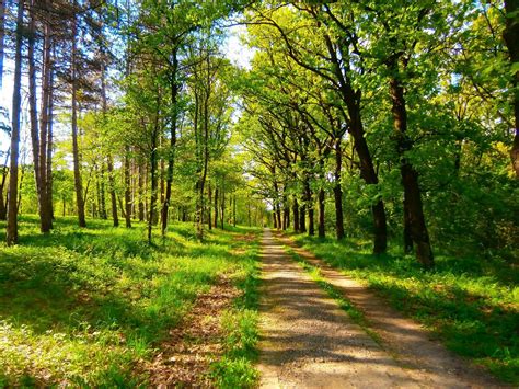 nature, Spring, Green, Trees, Serbia Wallpapers HD / Desktop and Mobile Backgrounds