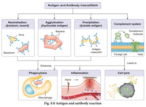 Antigen and antibody interaction - Immunology