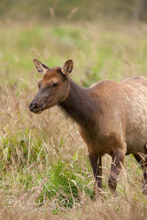 Roosevelt elk, juvenile, Cervus canadensis roosevelti, Redwood National ...