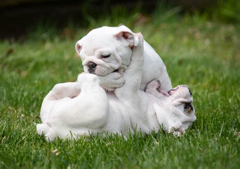 Puppies playing stock image. Image of breed, five, months - 29232501