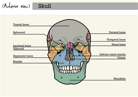 Anatomy - Skull bones anterior view | Anatomy drawing, Skull and bones ...