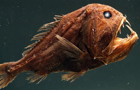 Top 10 Terrifying creatures that live in the deepest and darkest part of the ocean - ViewKick