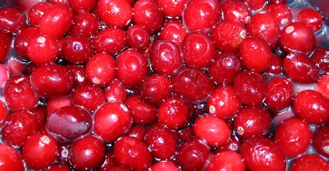 Free stock photo of cranberry