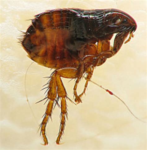 Dangers of Flea Bites- Fleas Can Cause Hot Spots On Your Pet- Learn ...