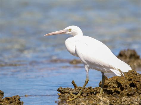 Eastern Reef Egret (White Morph) Lady Elliot Island | Flickr