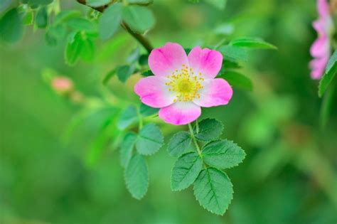 Actualizar 72+ imagem planta de rosa mosqueta fotos - br.thptnganamst.edu.vn