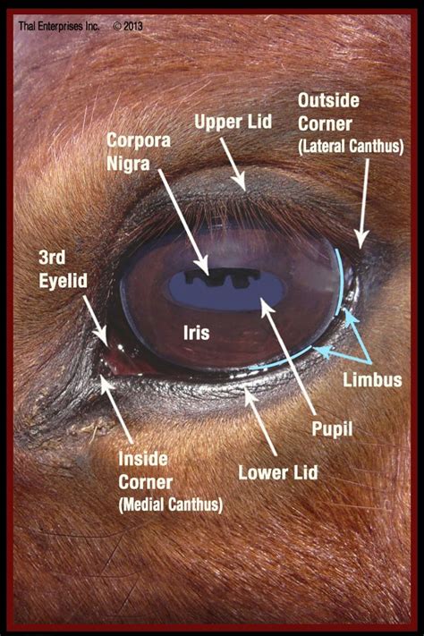 #HorseInfographic #EquineHealth #Healthhorse #horsesofPinterest #horsesidevetguide | Equine eye ...