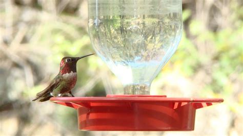 Anna`s Hummingbird | MarkEisingBirding