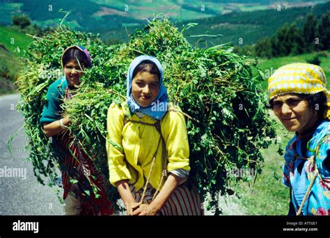 Morocco Rif Mountains Women Carrying Grasses Stock Photo: 5349600 - Alamy