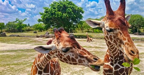 Free stock photo of animal park, animal photography, animal portrait