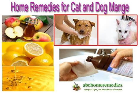 47 Best Of Treatment For Mites On Dogs Paws - insectza