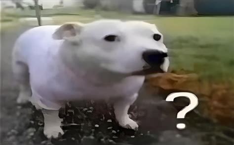 Huh Dog Meme Generator