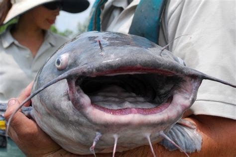 lake record 20 ilb blue catfish and 2 albino catfish caught in July on Berkeley Lake GA ...