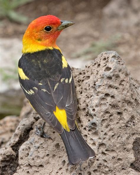 Western Tanager, adult male American songbird. Breeding habitat is coniferous or mixed woods ...