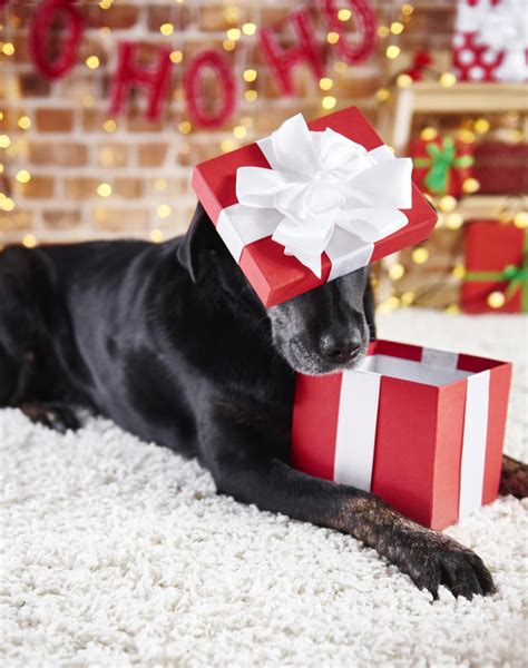 7 Unique DIY Holiday Gifts to Make for Dogs - Space Coast Pet Services