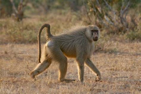 yellow baboon - Students | Britannica Kids | Homework Help