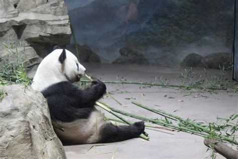 Giant Panda at the National Zoo eating some delicious bamboo : aww