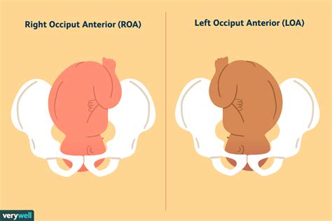 Fetal Positions for Labor and Birth