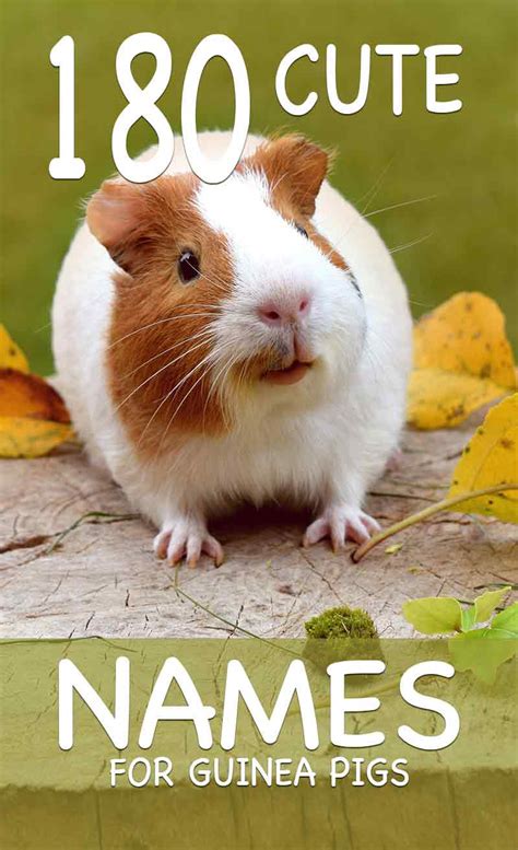 Cute Guinea Pig Names - 200 Unique Names To Choose From