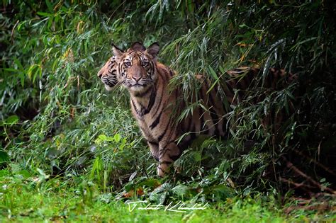 Tiger cubs after rain - Talat Khalid