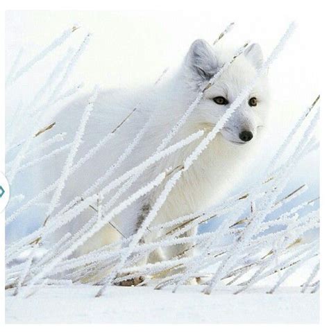 Arctic fox camouflage | Animals | Pinterest