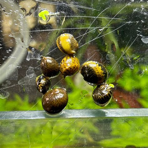 Nerite Snails - JustFishyThing