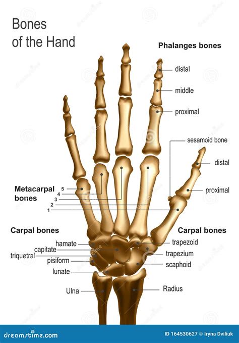 Frontal View Image of Bones the of Hand with Anotations. Stock Vector ...