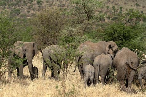 Elephants in the Serengeti stock image. Image of africa - 135516509