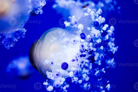 Jellyfish in the aquarium 20986856 Stock Photo at Vecteezy