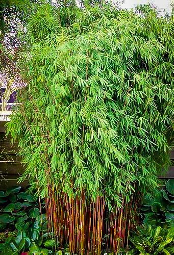 Hardy Clumping Bamboo For Sale Online | The Tree Center™