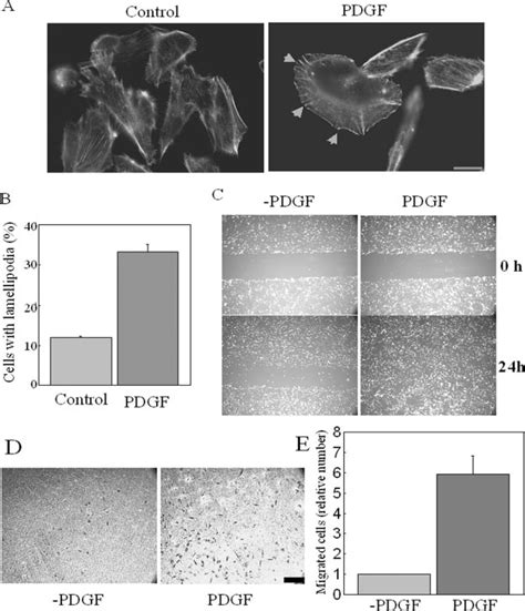 Lamellipodia formation and migration of MDA-MB-231 cells is induced by... | Download Scientific ...