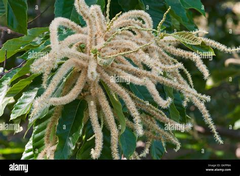 American chestnut tree hi-res stock photography and images - Alamy