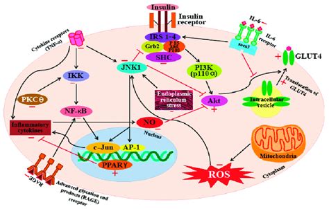 An overview on the targets of carotenoid with respect to their... | Download Scientific Diagram