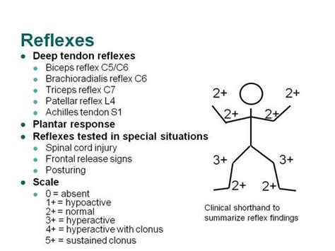 Normal Plantar Reflex