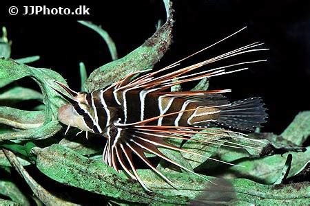 Pterois radiata (Radial firefish)