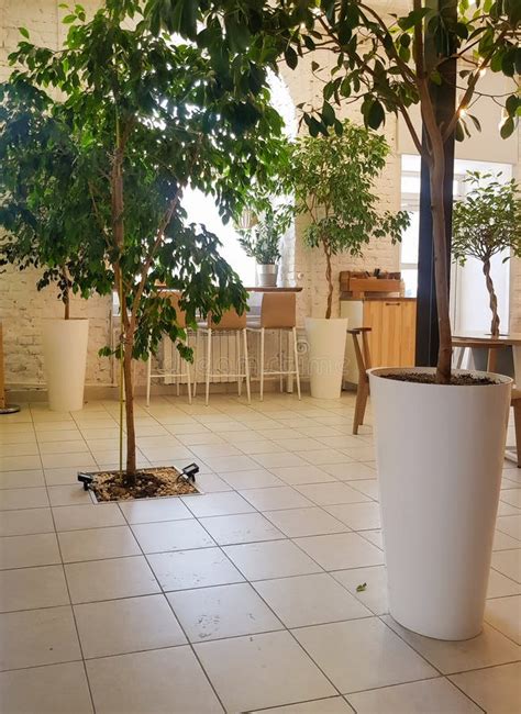 Cozy Interior of a Modern Cafe with Plants, Chairs. a Large Pot with ...