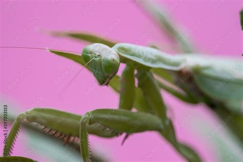 Mantis on the green leaf. African mantis, giant African mantis or bush ...